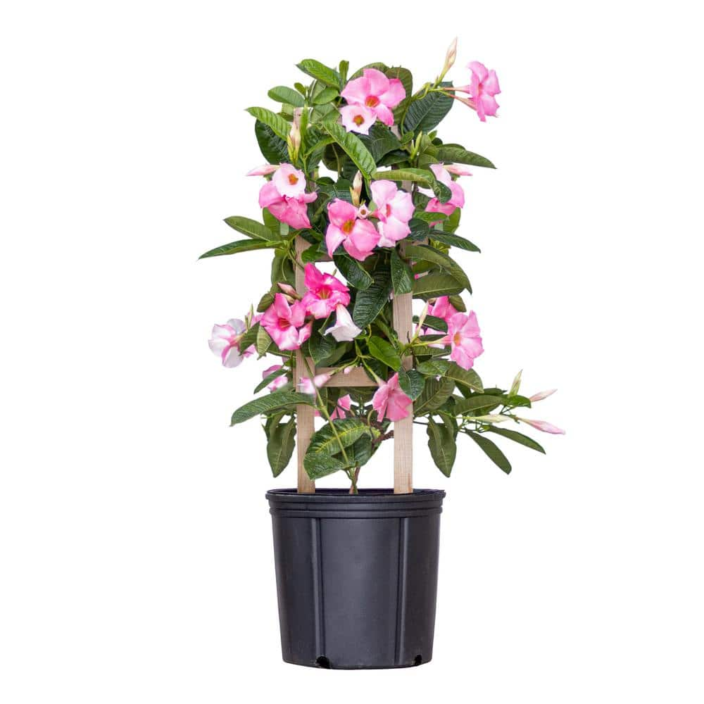 United Nursery Pink Mandevilla Trellis Sun Parasol Live Outdoor Vining ...