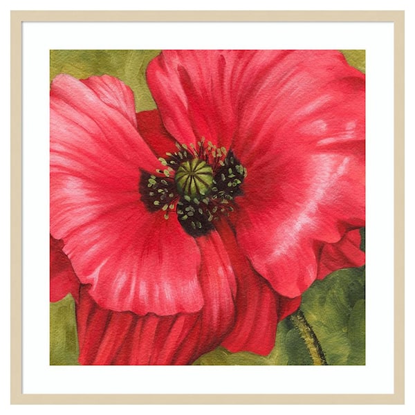 Amanti Art Vivid Poppy II by Grace Popp 33 in. W x 33 in. H. Wood Framed Wall Art Print Framed in Brown