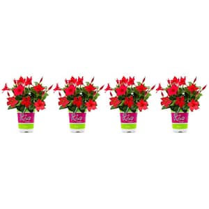 1.5 Pint Dipladenia Flowering Annual Shrub with Red Flowers (4-Pack)