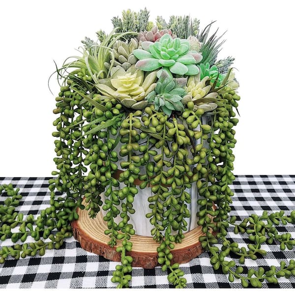 potted plants cheap Assorted Foliage