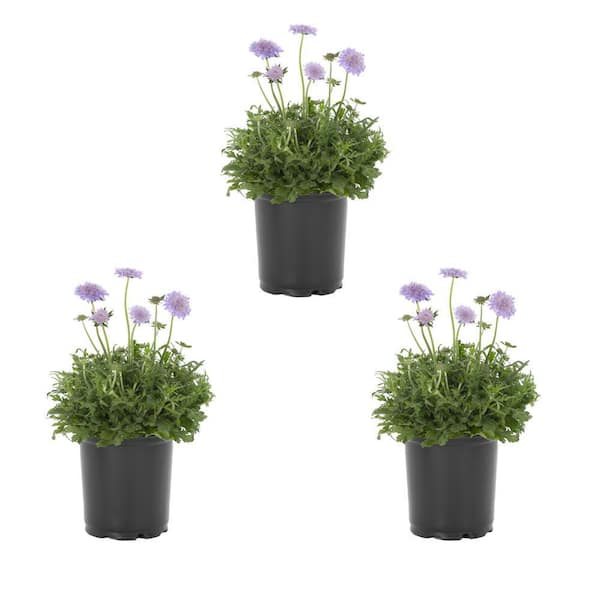 METROLINA GREENHOUSES 2.5 QT. Blue Scabiosa Pincushion Flower Butterfly Perennial Plant