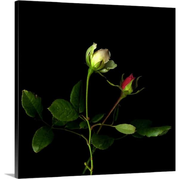 GreatBigCanvas "Rose Buds" by Magda Indigo Canvas Wall Art