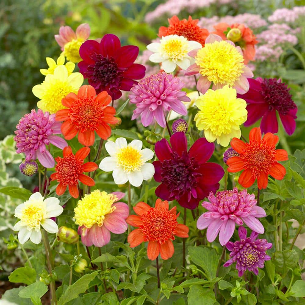 Garden State Bulb Dahlia Anemone Mixed Live Flower Tubers (Bag of 4