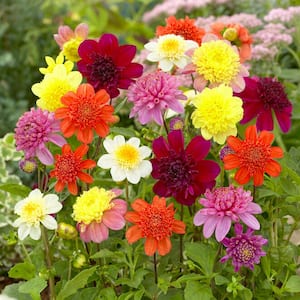 Dahlia Anemone Mixed Live Flower Tubers (Bag of 4)