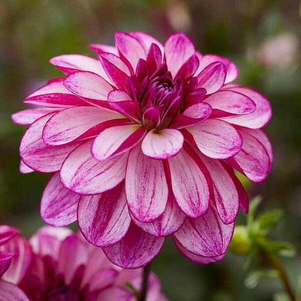 VAN ZYVERDEN Dahlias Seductive Arbawinnie Blend Bulbs (Set of 5