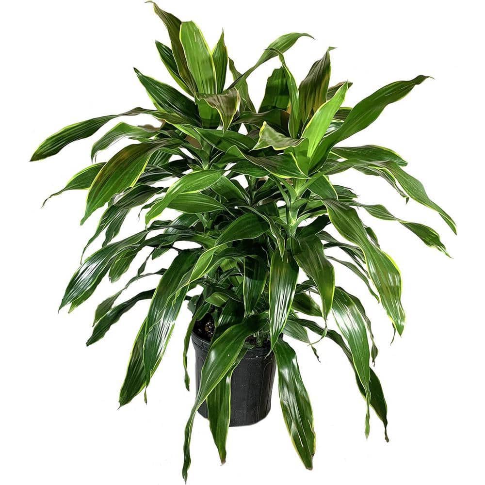 indoor lotus plant for sale Heaven Lotus For Sale – Logee's Plants main image 0