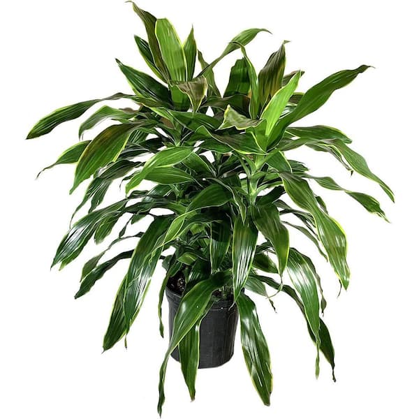 Wekiva Foliage Dracaena Art Carmen-Live Plant in an 10 Inch