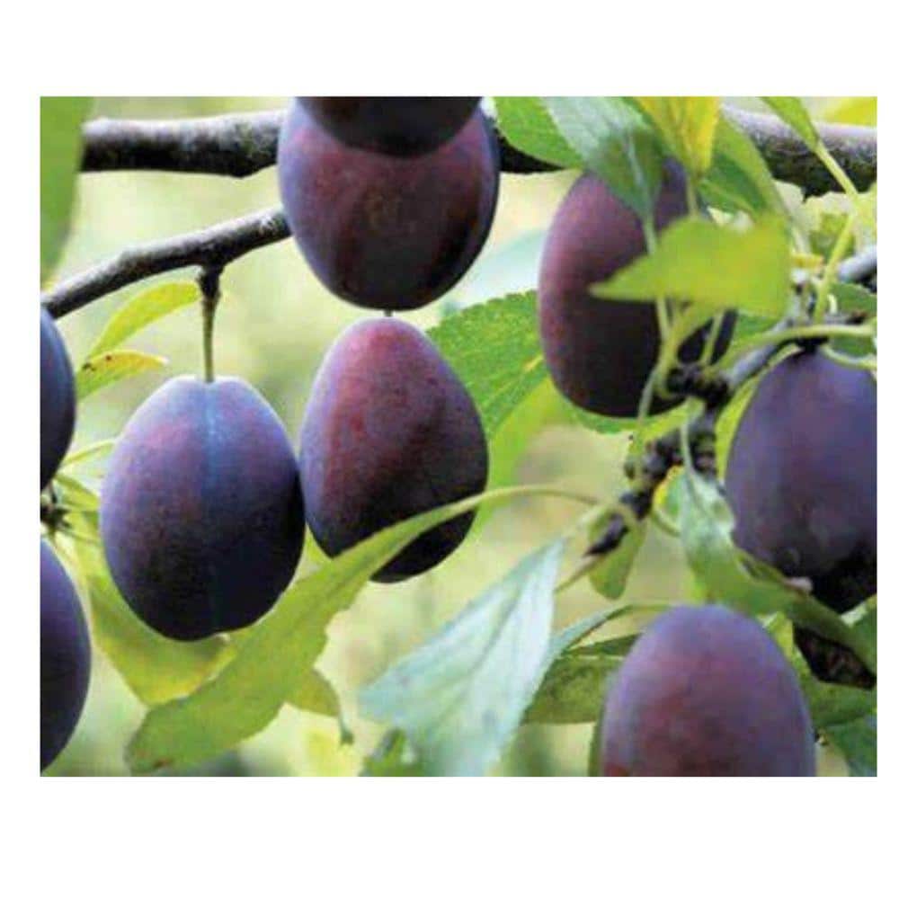 5 Gal. Bucks Late Plum