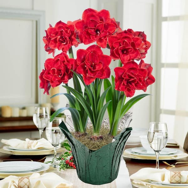 Gardens Alive! 9 in. Pot Cherry Nymph Red Flowering Amaryllis (Hippaestrum) Bulb Holiday Gift Kit, Planted in a Foil Wrapped