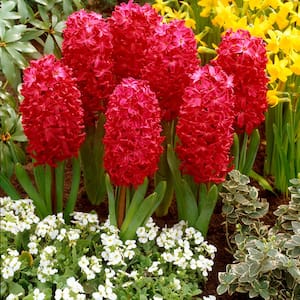 Hyacinths Jan Bos Set of 3 Bulbs