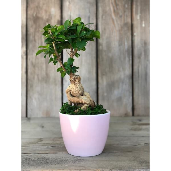 in. Depot 1005929688 Home Ginseng Microcarpa) Bonsai Plant The (Ficus 5 - Ceramic Round