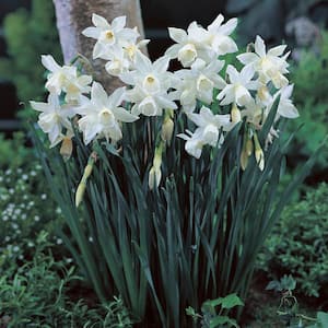 Daffodils Bulbs Thalia (Set of 12)