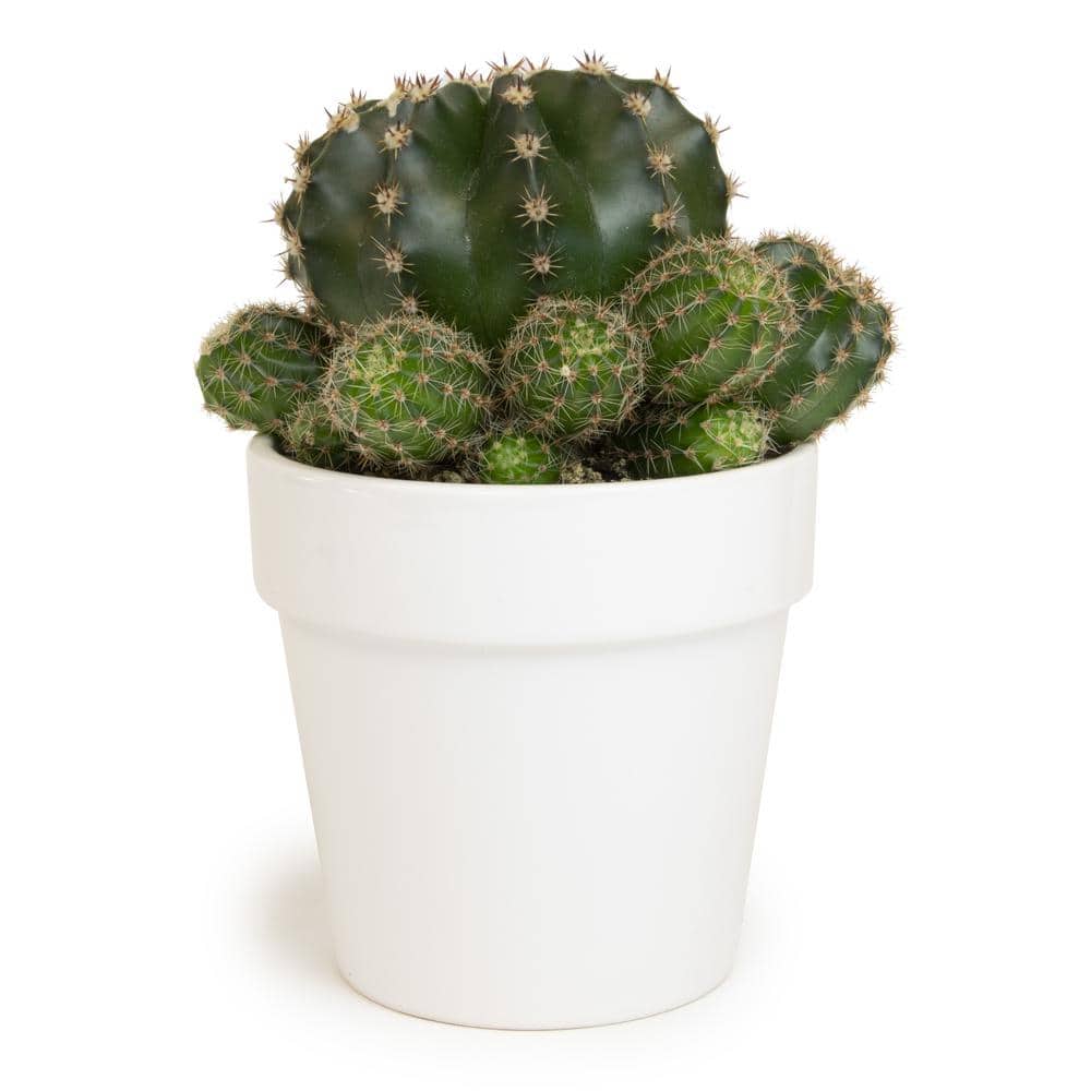Green Cactus in White Clay Planter, 9" Tall