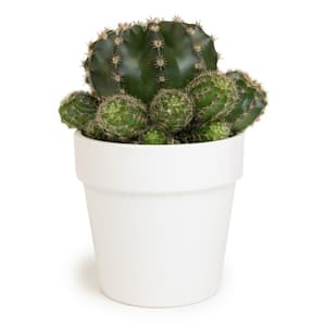 9 cm Cactus in White Glazed Clay Pot