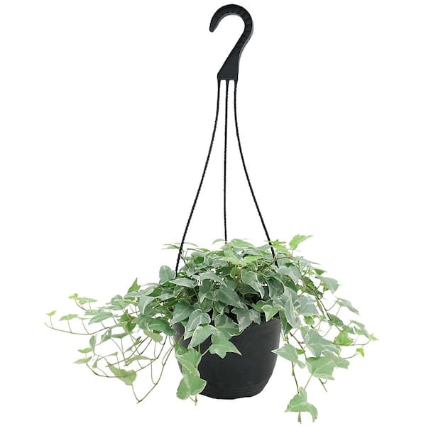 Delray Plants Hedera Ivy in 8 in. Hanging Basket