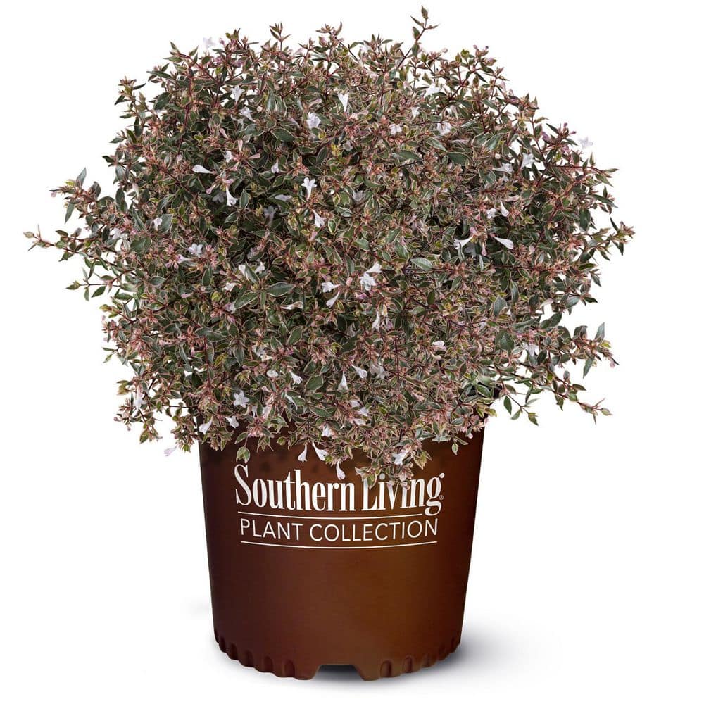 southern-living-shrubs-bushes-