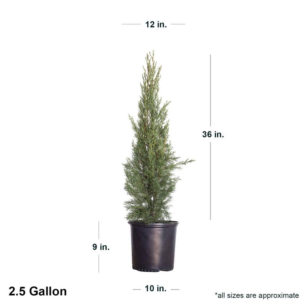 Italian Cypress 2.4 Gallon Narrow Evergreen Tree for Full Sun