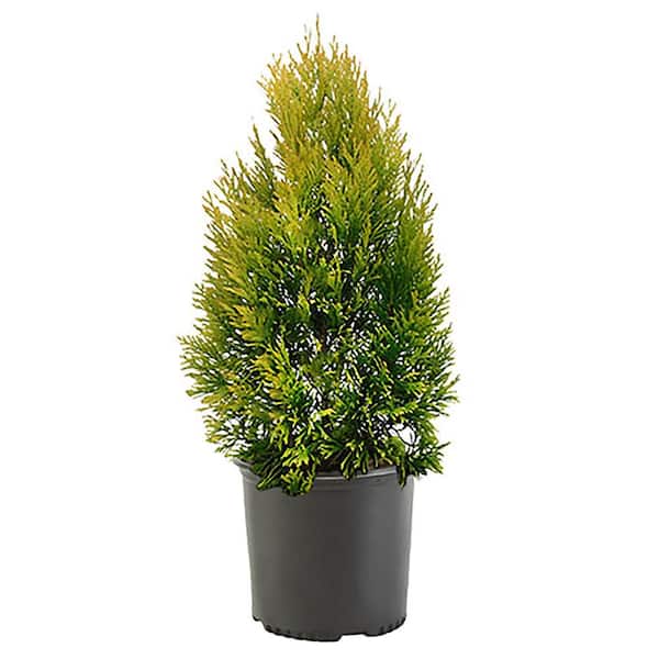 Unbranded 2.25 Gal. Forever Goldy Arborvitae Shrub with Bright Golden Foliage