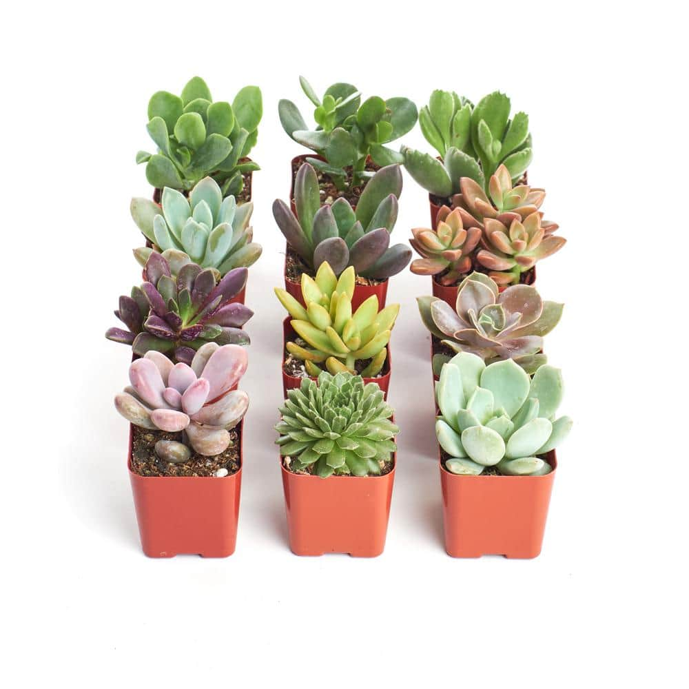 String of Fishhooks | Succulents Gift Ideas | Trailing Succulents 2 inch / Clay Pot by Succulents Box