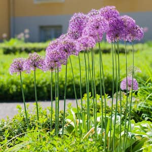 2.5 Qt. Purple Lily Allium Perennial Plant