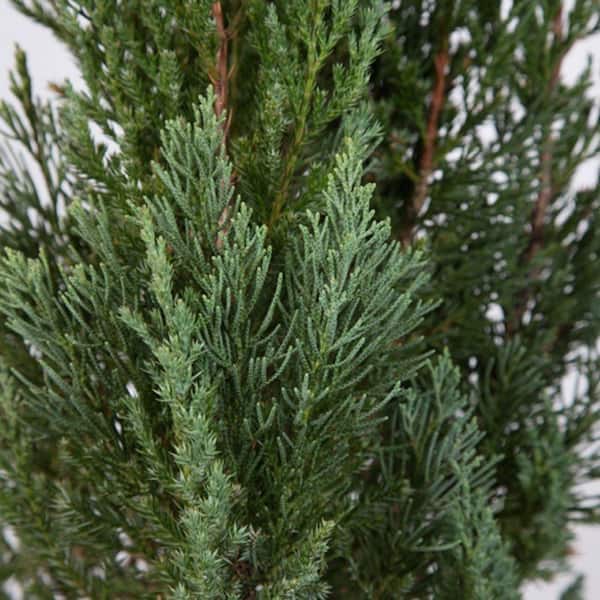 FLOWERWOOD 3 Gal. Blue Point Juniper - Live Evergreen Shrub/Tree