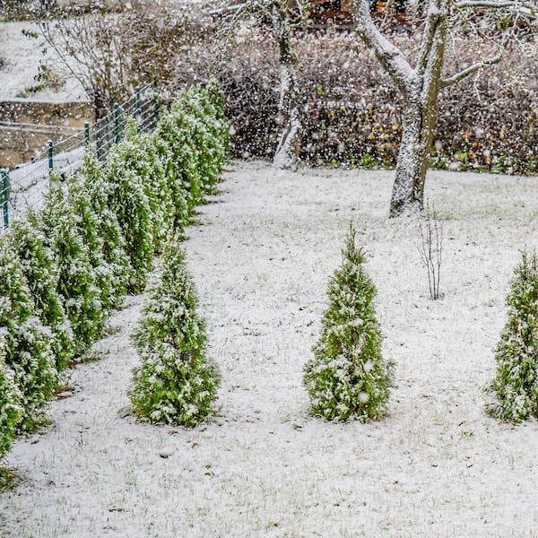 asche dnger thuja Purgrn Thuja-Dnger 1 kg