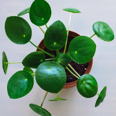 50Pcs Pilea Peperomioides Chinese Money Plant Seeds Tree Pancake Shape* 50Pcs Pilea Peperomioides Chinese Money Plant Seeds Tree Pancake Shape*