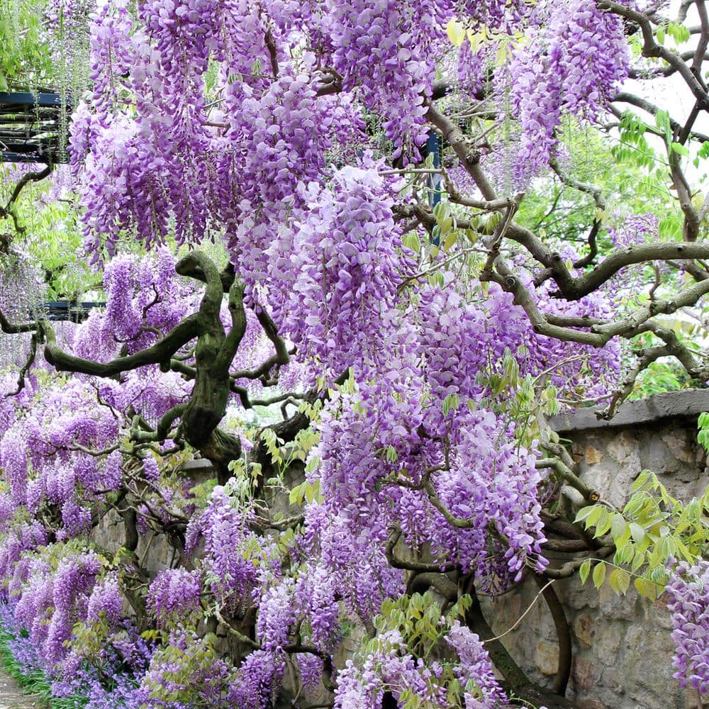 purple lavendoo  Wisteria plant, Wisteria tree, Ornamental plants