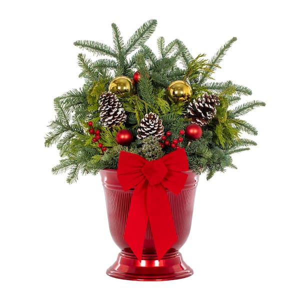 3 Gal. 12 In. Traditional Red Holiday Greenery Arrangement in Decorative Urn with Mixed Cut Greens Live Plant