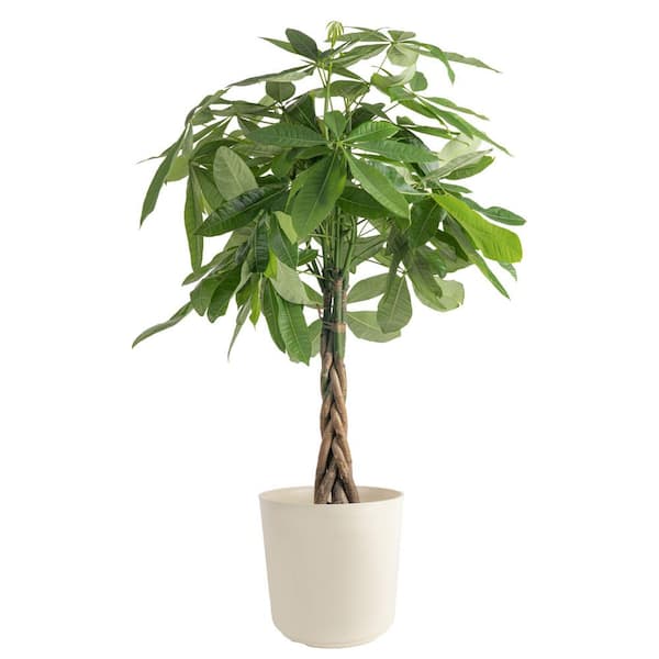 Pachira Braid Indoor Money Tree Plant in 10 in. Decor Planter Avg. Shipping Height 3-4 ft. Tall