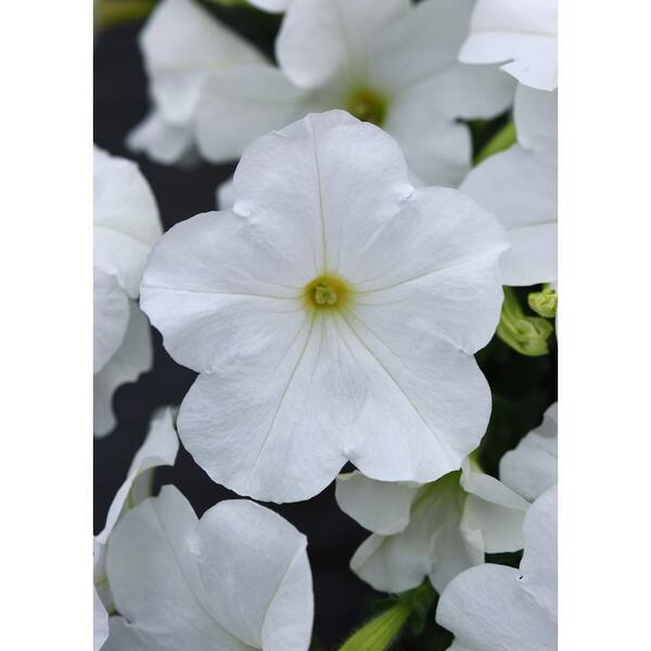 EASY WAVE 4-Pack White Easy Wave Petunia Annual Plant with White Flowers