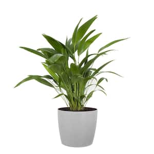 Chinese Fan Palm Live Indoor Outdoor Plant in 10 inch Premium Sustainable Ecopots White Grey Pot