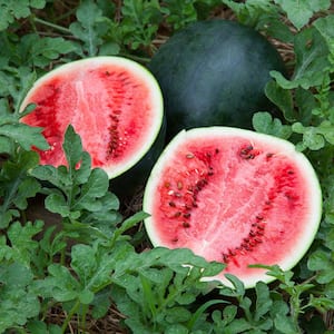 19 oz. Sugar Baby Watermelon Plant