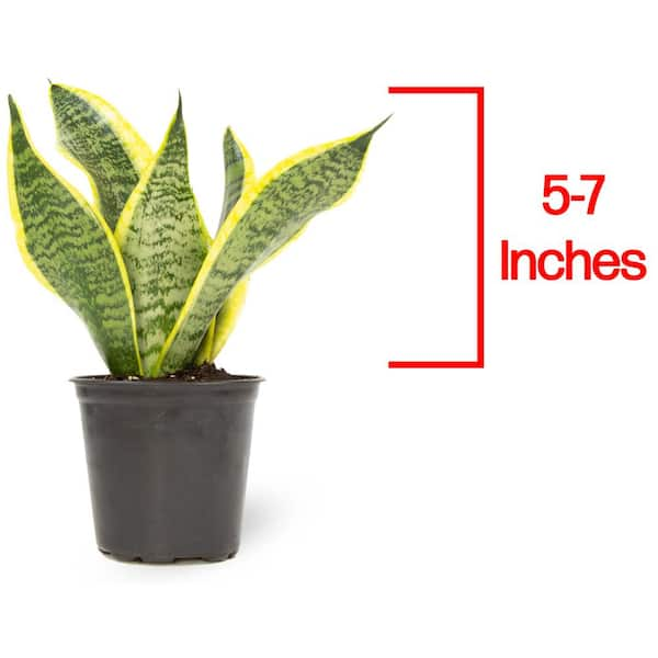 Green and Yellow Variegated Live Snake Plant (Sansevieria Superba) Air Purifying Houseplant in 4.25 in. Grower Pot