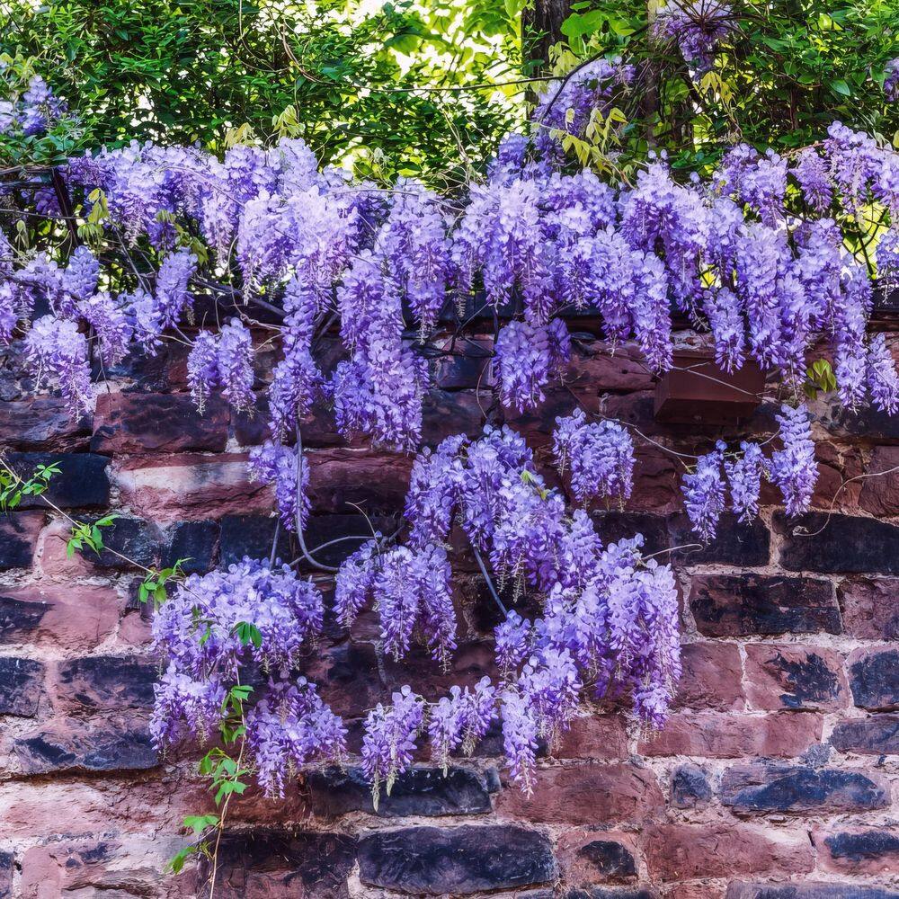 Amethyst Falls Light Purple Wisteria Vine