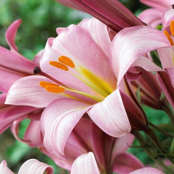 LILY です VAN ZYVERDEN Lilies Mammouth Tall Lilies Purple Ladies Bulbs
