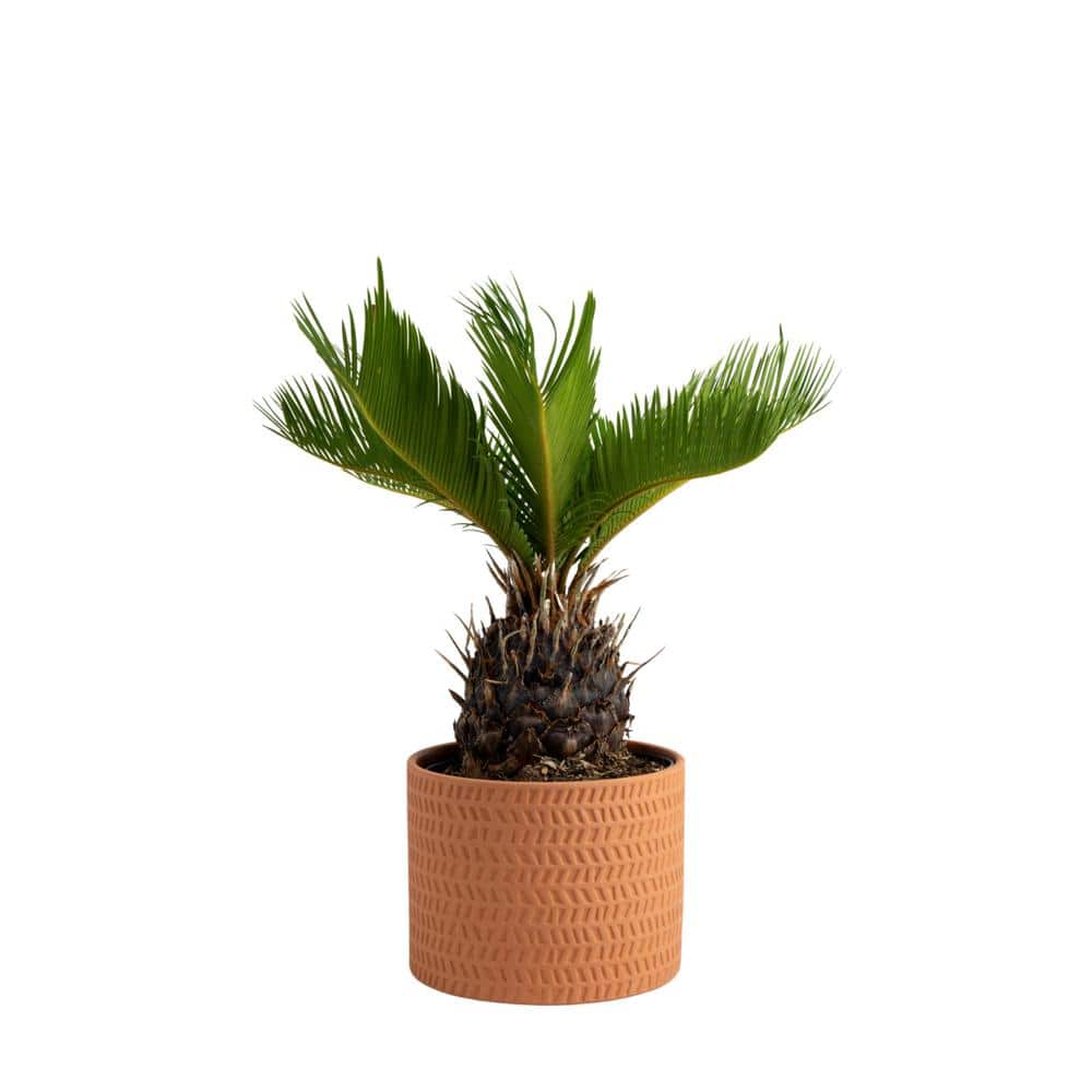 サゴ・パーム Costa Farms Cycas Revoluta Sago Palm Indoor Plant in 6 in