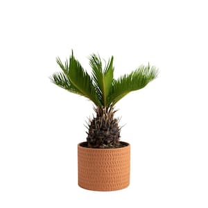 Cycas Revoluta Sago Palm Indoor Plant in 6 in. Decor Pot, Avg. Shipping Height 1-2 ft. Tall