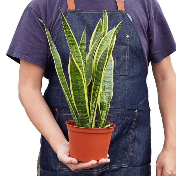 bamboo plant pot Realistic Mini Bamboo Leaf Potted Plant main image 0
