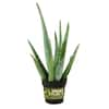 NATURAE DECOR Artificial 17 in. Aloe Vera Plants in Plastic Terracotta Pot  CAC-ALOE-17-1PK - The Home Depot