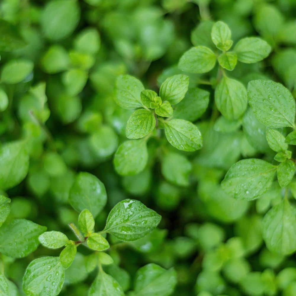 Greek Oregano Herb Plant 4.5 Inch Container 2-Pack