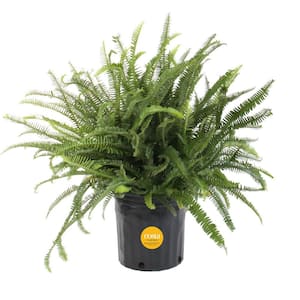 Kimberly Queen Indoor/Outdoor Fern in 8-3/4 in. Grower Pot, Avg. Shipping Height 1-2 ft. Tall
