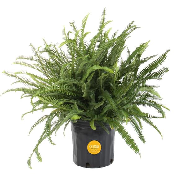 Costa Farms Kimberly Queen Indoor/Outdoor Fern in 8-3/4 in. Grower Pot, Avg. Shipping Height 1-2 ft. Tall