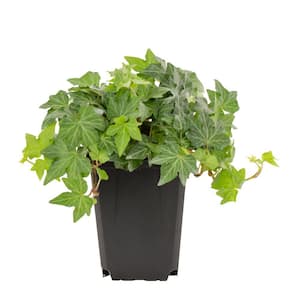 Ivy Ground Cover Plant (1-Plant)