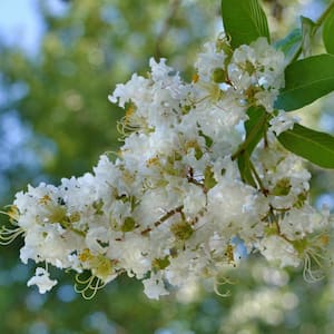 2.5 Gal. Natchez Crape Myrtle Tree with White Blooms and Green Foliage