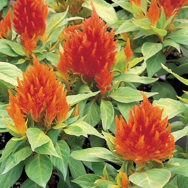 Costa Farms 1.25-Pint Orange Cock's Comb Celosia Plant