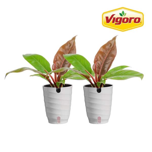 spathiphyllum sensation plant Spathiphyllum Sensation Variegated