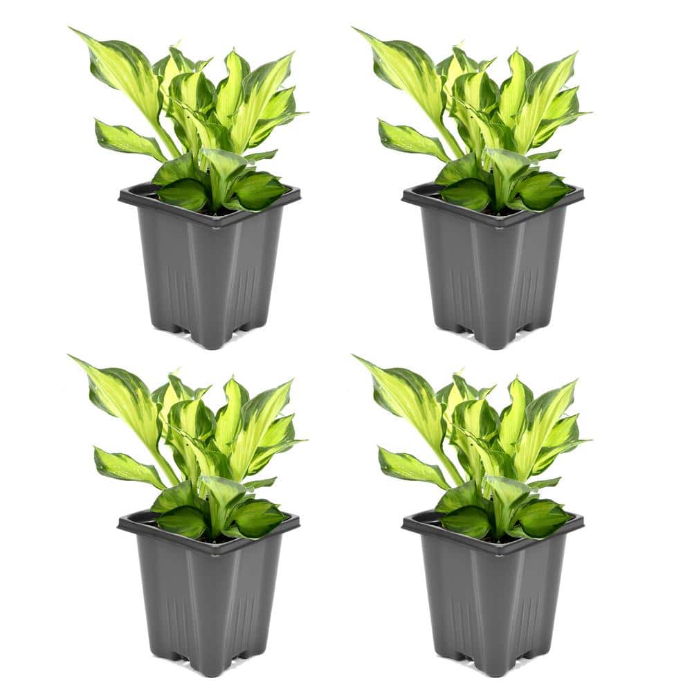 1.0 qt. Perennial Hosta Yellow Variegated (4-Pack)
