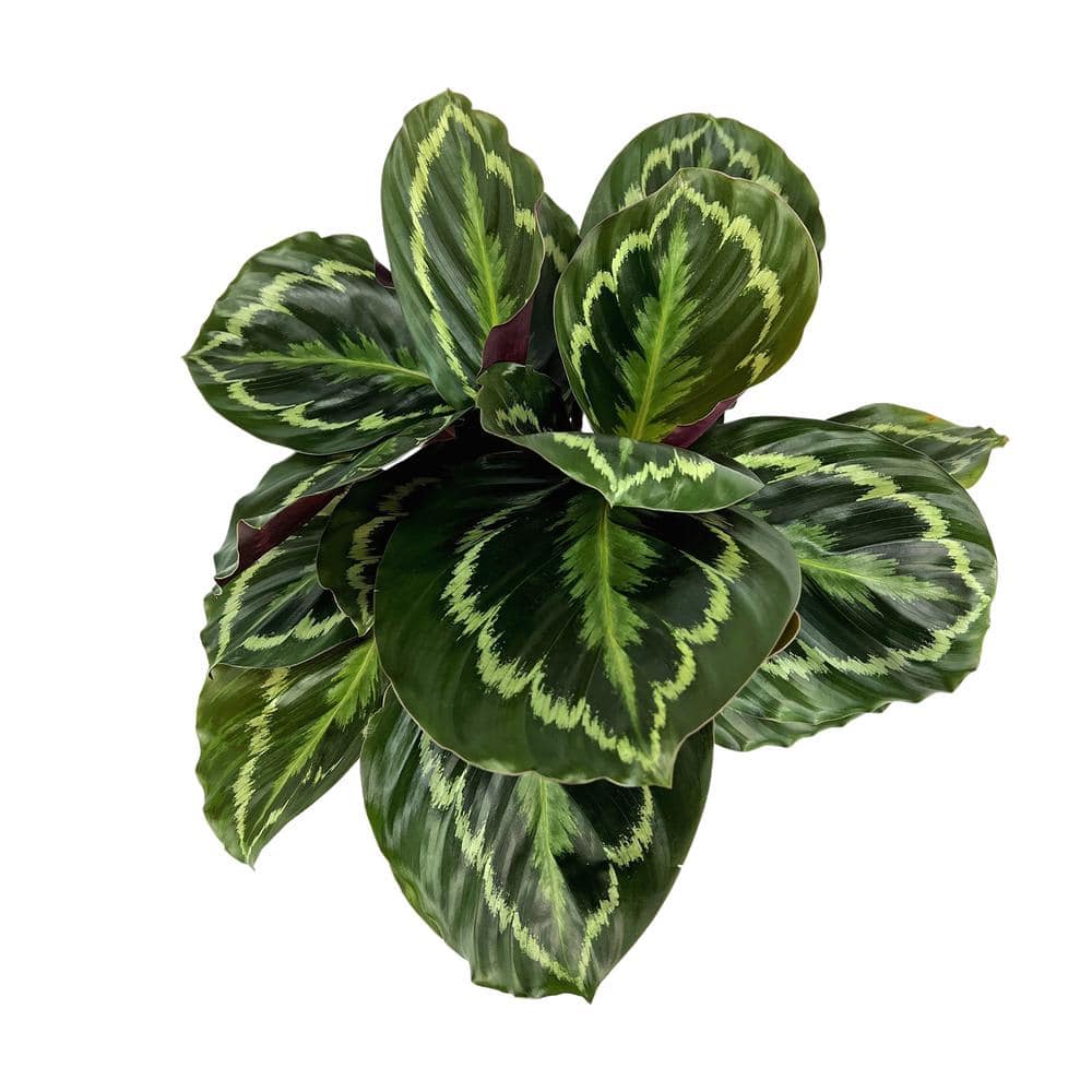 Calathea Medallion Indoor Plant in Black Plastic Planter