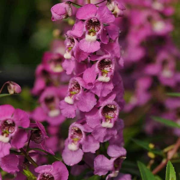 Wekiva Foliage Raspberry Angelonia-Live Plant in a 4 in. Pot-Beautiful Flowering Annuals for Gardens and Patios